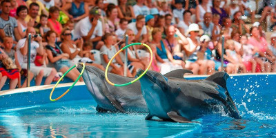 Дельфинарий "NEMO" в Анапе как проехать телефон адрес цена Дельфинарий "NEMO" в Анапе как проехать телефон адрес цена